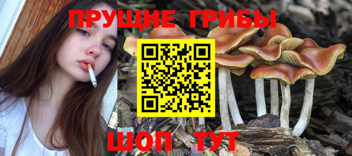 Галлюциногенные грибы Psilocybine cubensis Ступино